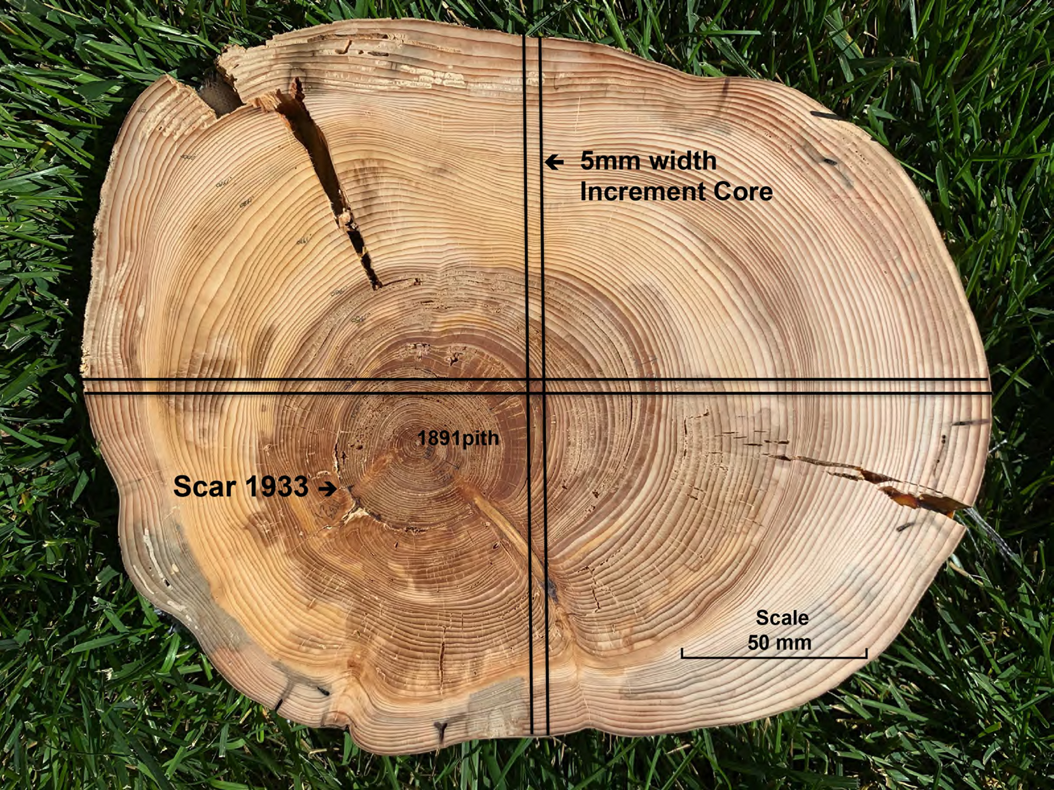 FOR-135: Softwood Growth Rings